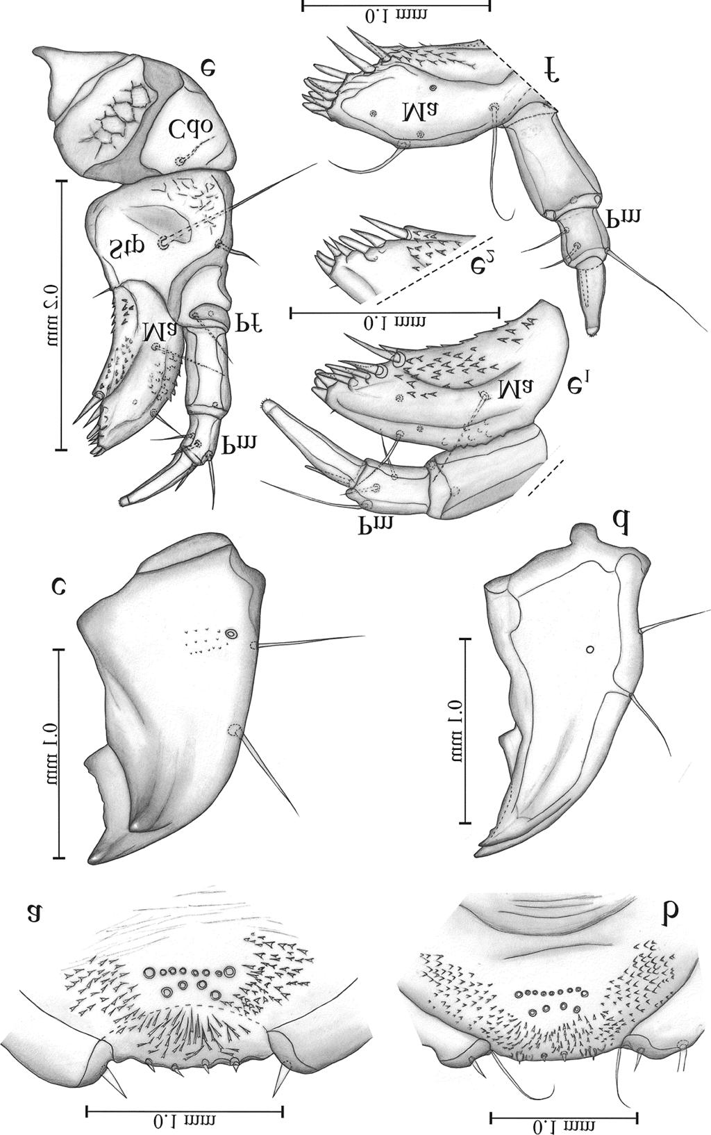 Fig 3. Mature larva of H. picipennis (a,c,e) and H. nidicola (b,d,f). a, b. Epipharynx. c, d. Right mandible in dorsal view. e.