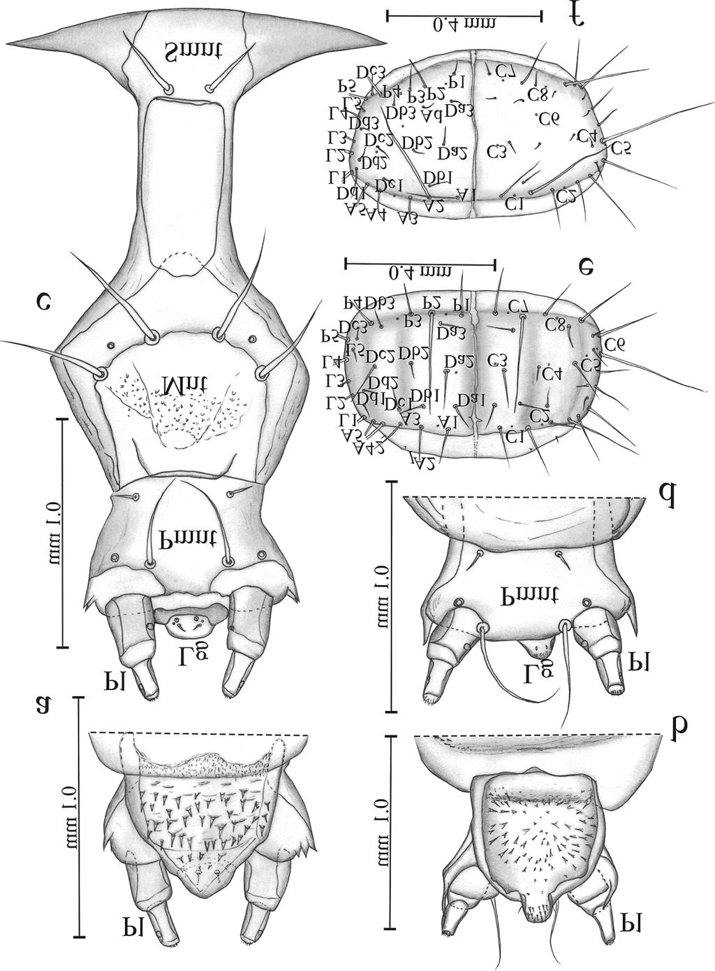 Fig. 4. Mature larva of H. picipennis (a,c,e) and H. nidicola (b,d,f). a, b. Hypopharynx. c. Labium in ventral view. d. Apical part of labium. e, f. Pronotum.