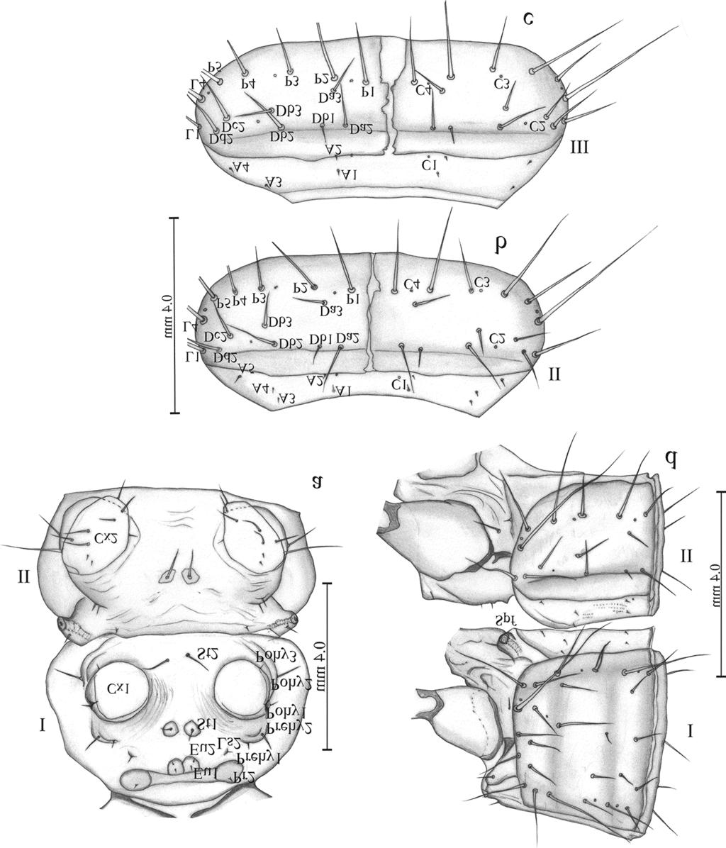 Fig. 6. Mature larva of H. picipennis. a.thoracic segment I and II in ventral view. b. Mesonotum. c. Metanotum. d. Thoracic segments I and II in lateral view.