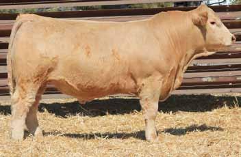 95 Cardinals Lad 7205P (CT) 3/5/17 Polled 1/2 Char/Rd Angus Lees Terrace(Rd Angus) CRS Diamind Terrace Red Angus Cow 3200 Cardinals Lady 512P Cardinals Lady 399P 68 N/A 664 N/A 13.29 4.