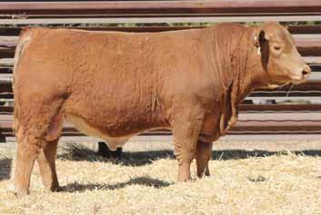 7 Lot 95 98 Cardinals Lad 7266P (TT) 3/14/17 Polled 1/2 Char/Rd Angus Lees Terrace(Rd Angus) CRS Diamind Terrace Red Angus Cow 3200 Cardinals Rawhide Cardinals Lady 5171P Cardinals Lady F92 64