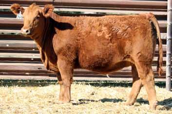 6 Lot 101 101 Cardinals Lady 7133P 2/22/17 Polled F1252989 Keys All State 149X
