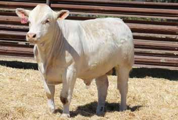 Grid Maker on the bottom side. His sons exhibit excellent muscle thickness, body depth and moderation all in an easy fleshing, eye appealing package.