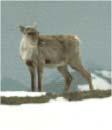 zones Energy Protein Model RSF as input moves caribou across landscape Determines individual performance (e.g. probability of getting pregnant) Population Model Herd demographics Predation Harvesting Abundance?