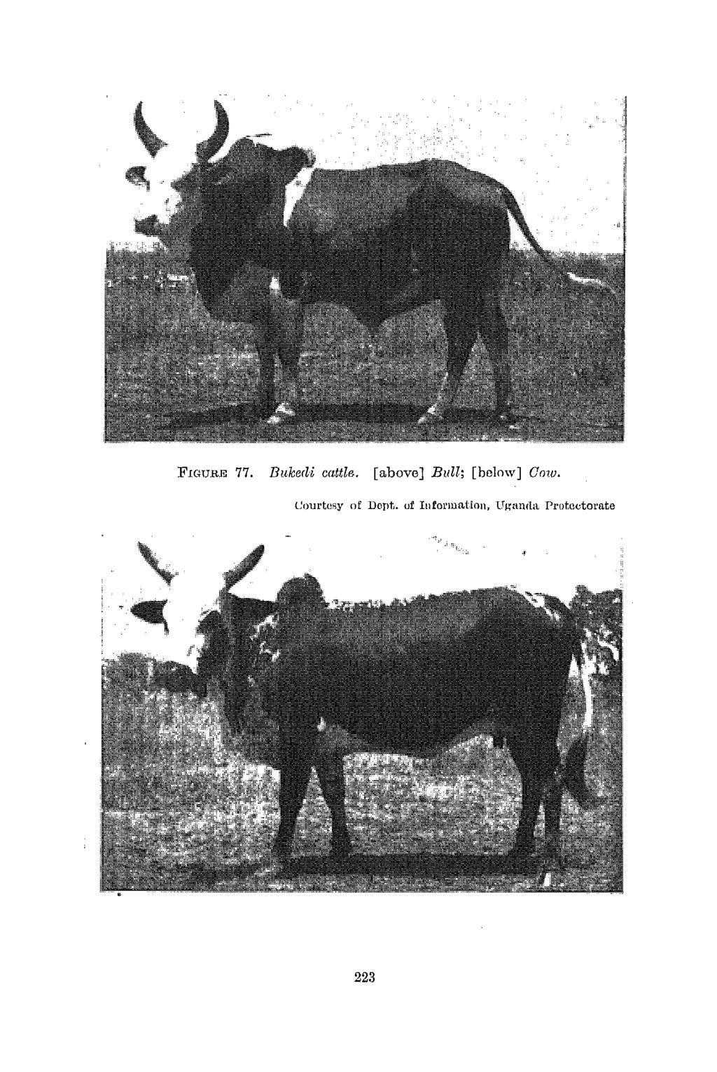 FIGURE 77. Bulcedi cnttle. [above] Bull; [below] Cow.,-. ~,.