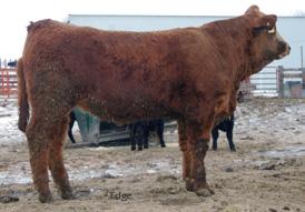 : 766 ES Dakota NK6 AKF Miss G0 ESK6 Black Polled Dakota OBF Sapphire 5U is a blaze faced bull. Look at his weaning weight. 13 6 0. 6 5 6 3 M 26 19 CW 13.6 YG -.0 Marb -.03 REA.