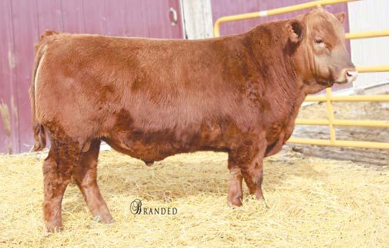 Yearling Bulls H RED VRRA TOP OVERLOAD 2T 2/9/07 1194303 100% 2 BJR MAKE MY DAY 981 RED BAR M PAY DAY 103L RED DEER RANGE MARIE 126E RED BAR M R OVERLOAD 12R RED F BAR BIG WHEEL 13E RED BAR M SIENA