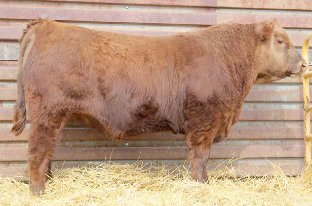 Yearling Bulls VRRA Classic Indeed X33 A VRRA CLASSIC INDEED X33 2/28/10 1399423 100% 1A RED CC EXPANSION 5E RED TOWAW MOLLY 67C BW 92 RED SIX MILE VINTAGE 437U RED BRYLOR NEW TREND 22 RED SIX MILE