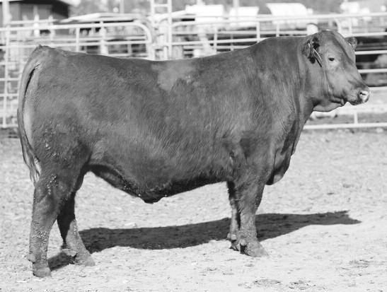 LSF MEW X-ZIBIT 6691D This stud could be both you and your heifer's new best friend with his low 97 birth weight ratio combined with superb calving ease EPDs in the top 9% CED and 7%.