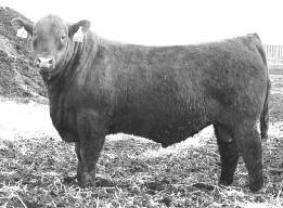 If you market your cattle by the pound, step right up and help yourself to the profit potential that this stud offers with his growth EPDs in the breed's top 21% and 19% YW.