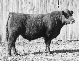 This bull is a performance machine. If you are looking for a bull that can smash those scales into oblivion at pay weight time this hoss can get it done with his top 2% and 3% YW.