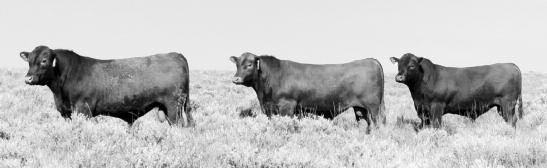 The Raisland s along with Karen s family, the Cawlfield s are not newcomers to the Red Angus breed and have a long and storied past that includes being the breeders of Grand Canyon and Major League.