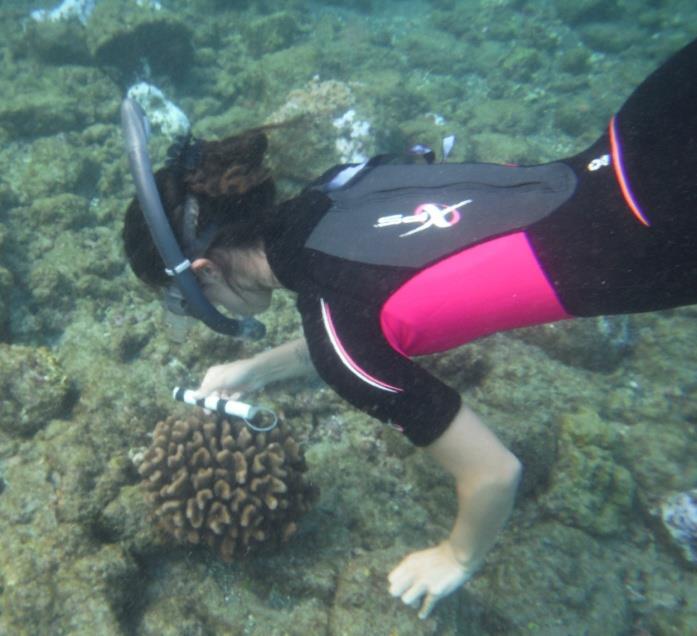 Snorkel gear was used to collect coral data from Richardson Ocean park, and a underwater camera was used to take pictures of the coral colonies over the six month time