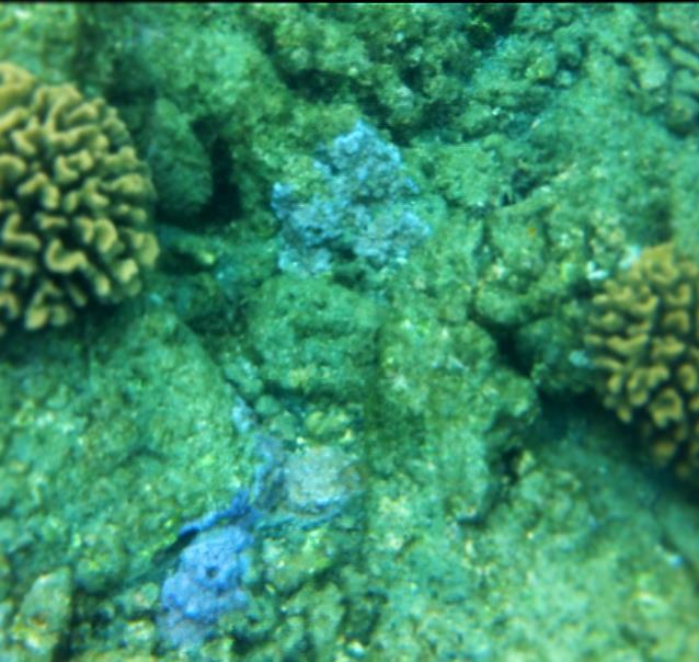 Overall, the corals in this study displayed signs of stress (and in one case, severe stress