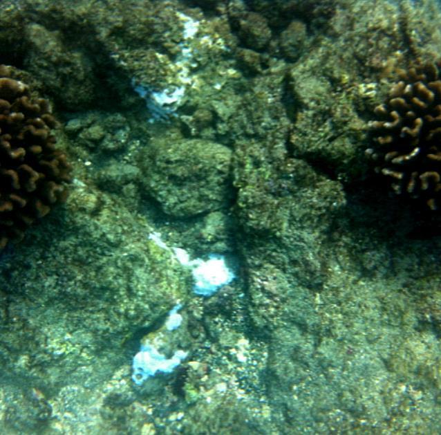2016. More research is needed to assess the total percentage of coral colonies bleached