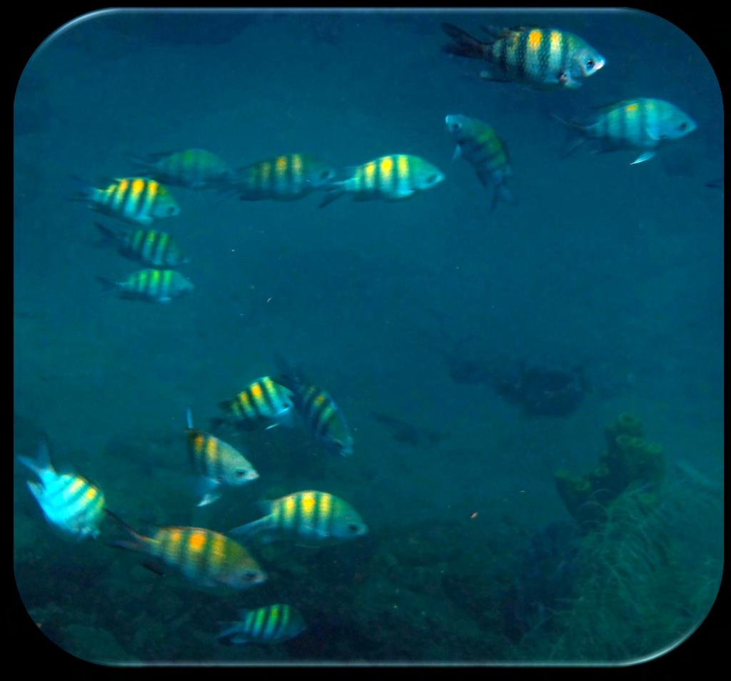 Family: Damselfish - Pomacentridae Sergeant Major (Abudefduf saxatilis) (Figure 10) Description: Upper body is yellow and blue with vertical stripes while the bottom