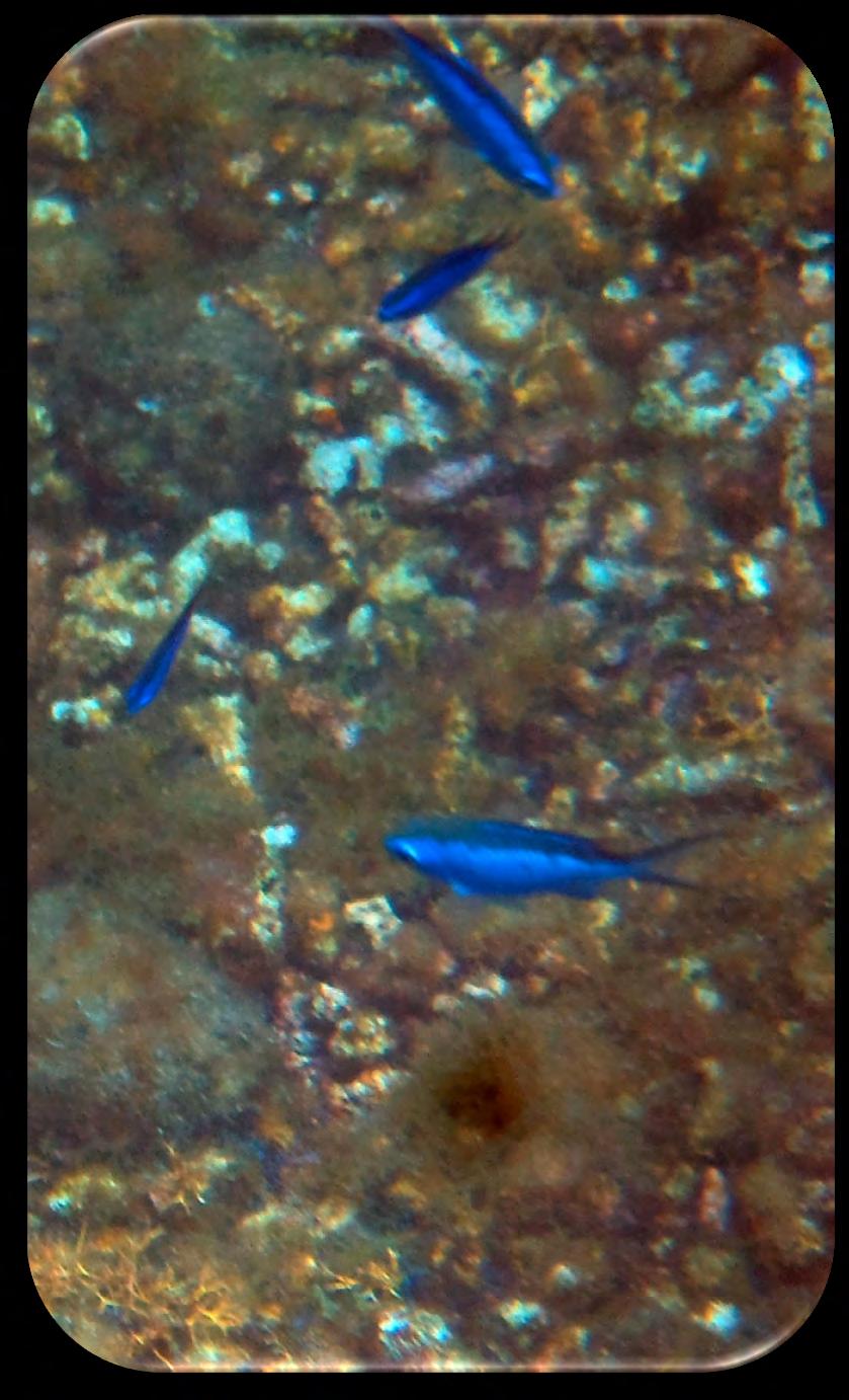 Family: Hamlet/Seabass - Serranidae Blue Hamlet (Hypoplectrus gemma) (Figure 11) Description: Bright