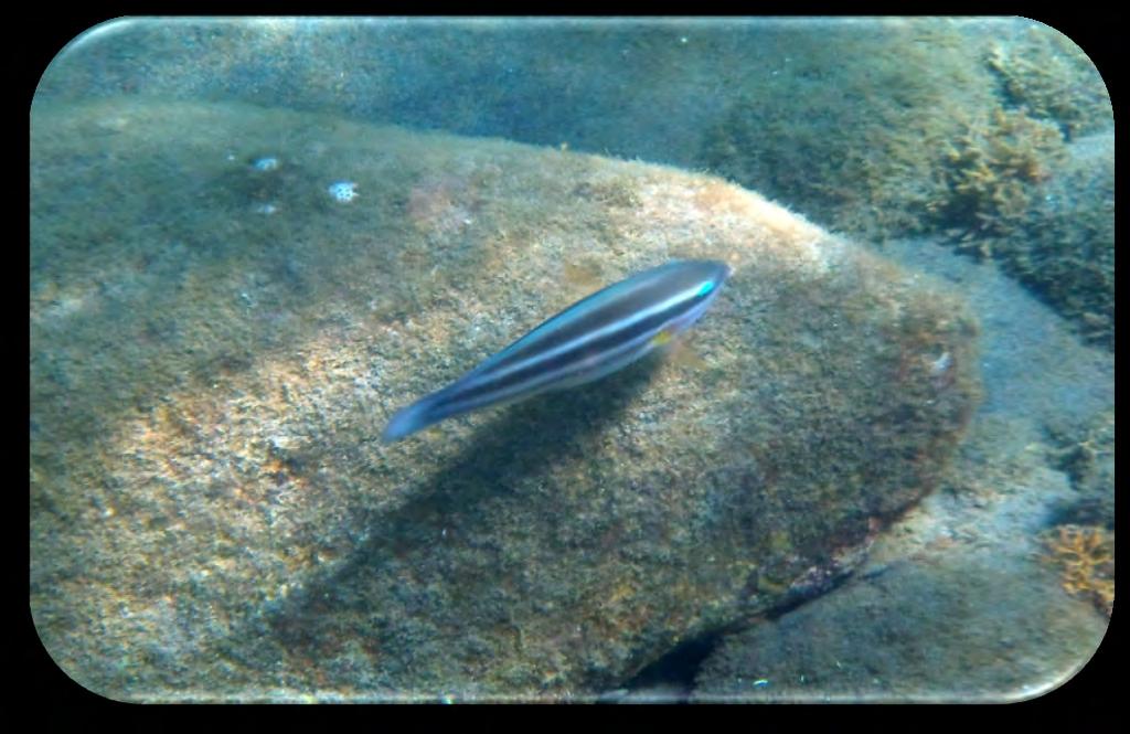 dorsal fin. Juveniles are white with horizontal black stripes.