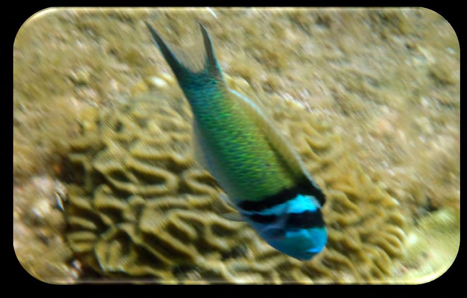 Family: Wrasse - Labridae Bluehead Wrasse (Thalassoma bifasciatum) (Figure 14a and 14b) Description: Adult body is