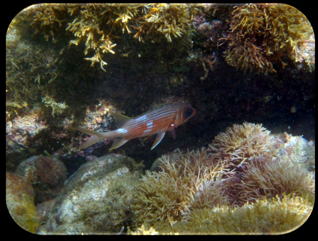 Family: Squirrelfish - Holocentridae Squirrelfish (Holocentrus adscensionis) (Figure 16) Description: A reddish color with vertical silver stripes and an