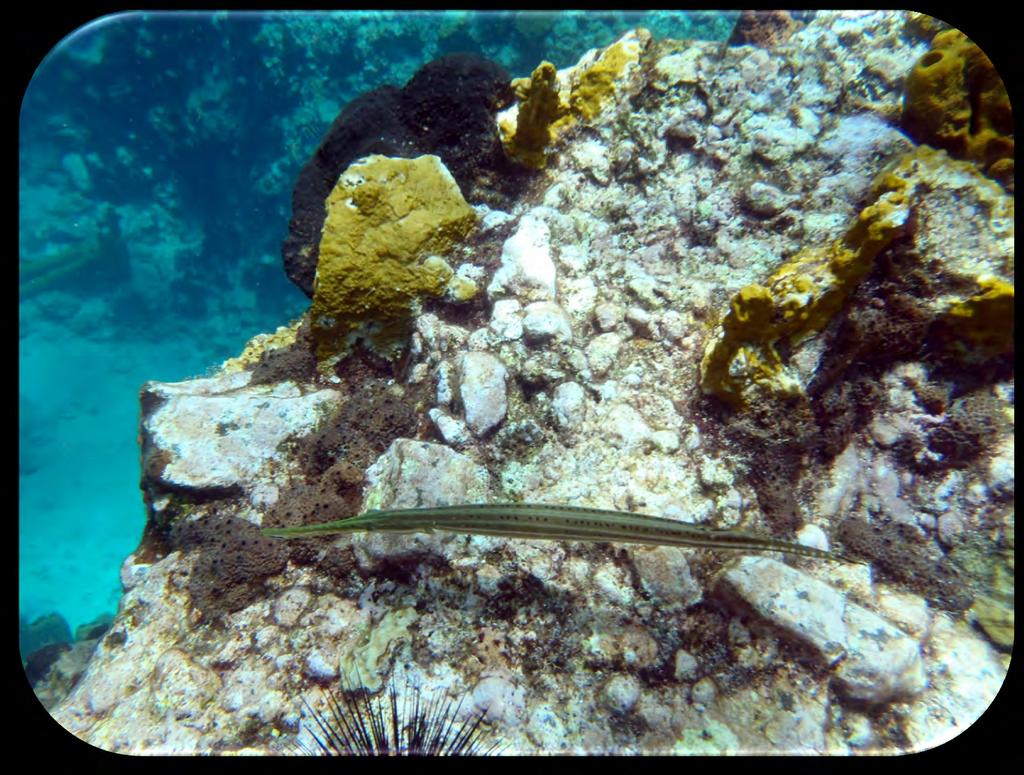 Family: Trumpetfish - Aulostomidae Trumpetfish (Aulostomus maculatus) (Figure 20) Description: Brownish gray color and have pale lines, scattered small spots, and