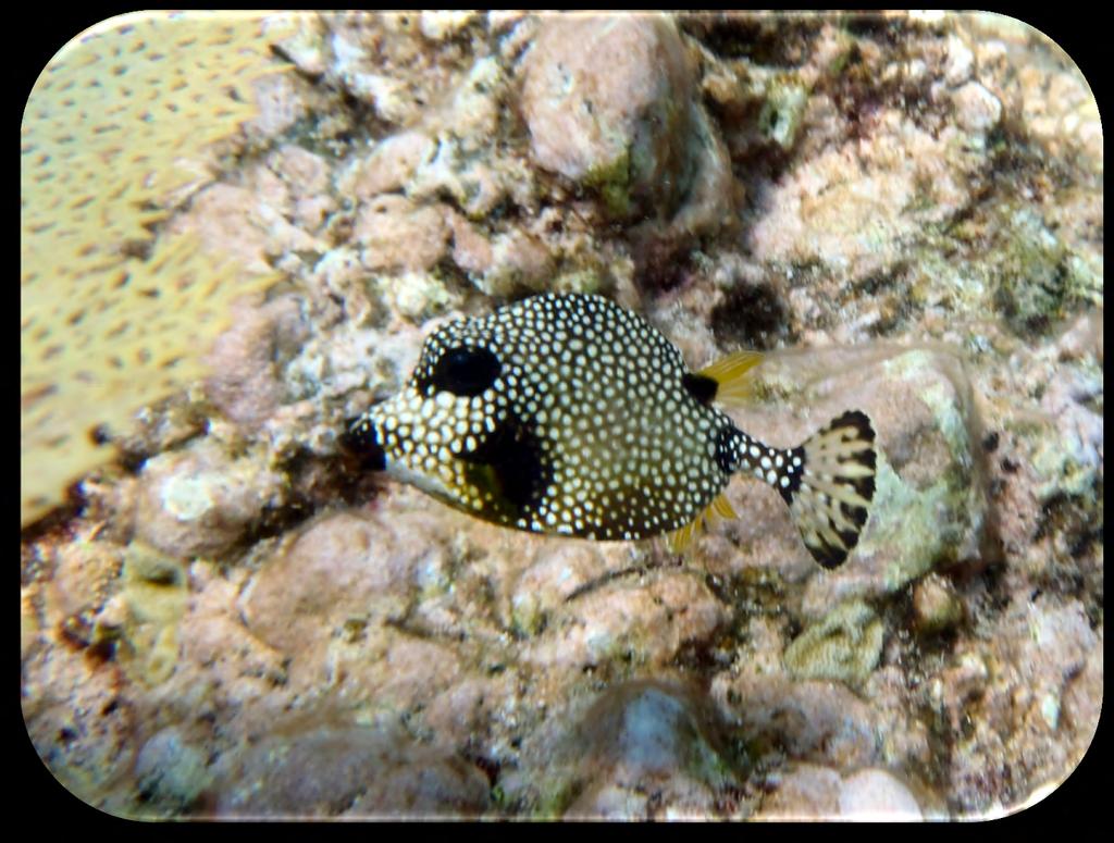 Family: Boxfish - Ostraciidae Smooth Trunkfish (Lactophrys triqueter) (Figure 22) Description: Dark body with white or yellow spots and a dark mouth and