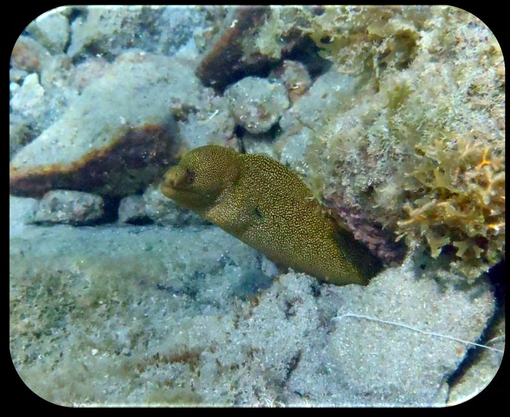 Family: Moray - Muraenidae Chestnut Moray (Enchelycore carychroa) (Figure 24) Description: Brown with white spots on the jaw.