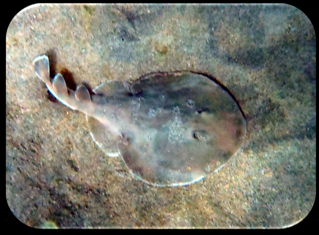 Family: Electric Ray - Torpedinidae Lesser Electric Ray (Narcine brasiliensis) (Figure 26) Description: Light brown with dark brown blotches over
