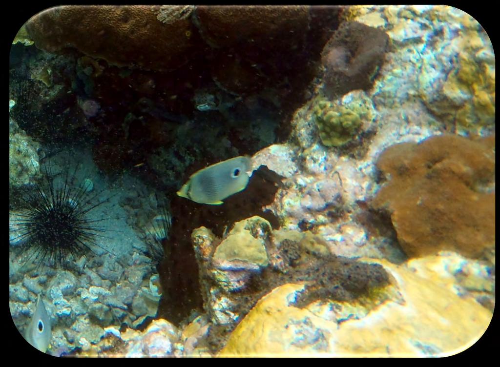 Family: Butterflyfish - Chaetodontidae Foureye Butterflyfish (Chaetodon capistratus) (Figure 2) Description: Silvery white with dark thin lines that rap around the body diagonally