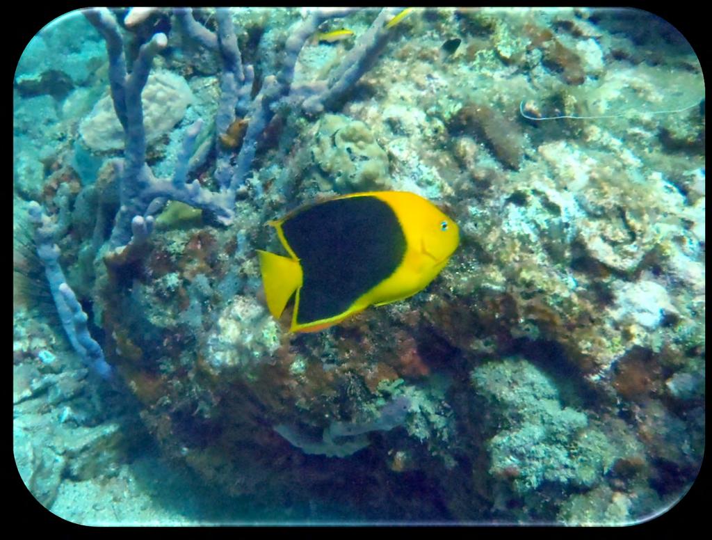 Family: Angelfish - Pomacanthidae Rock Beauty (Holacanthus tricolor) (Figure 3) Description: Navy blue lips, black body outlined in yellow with a yellow face and tail.