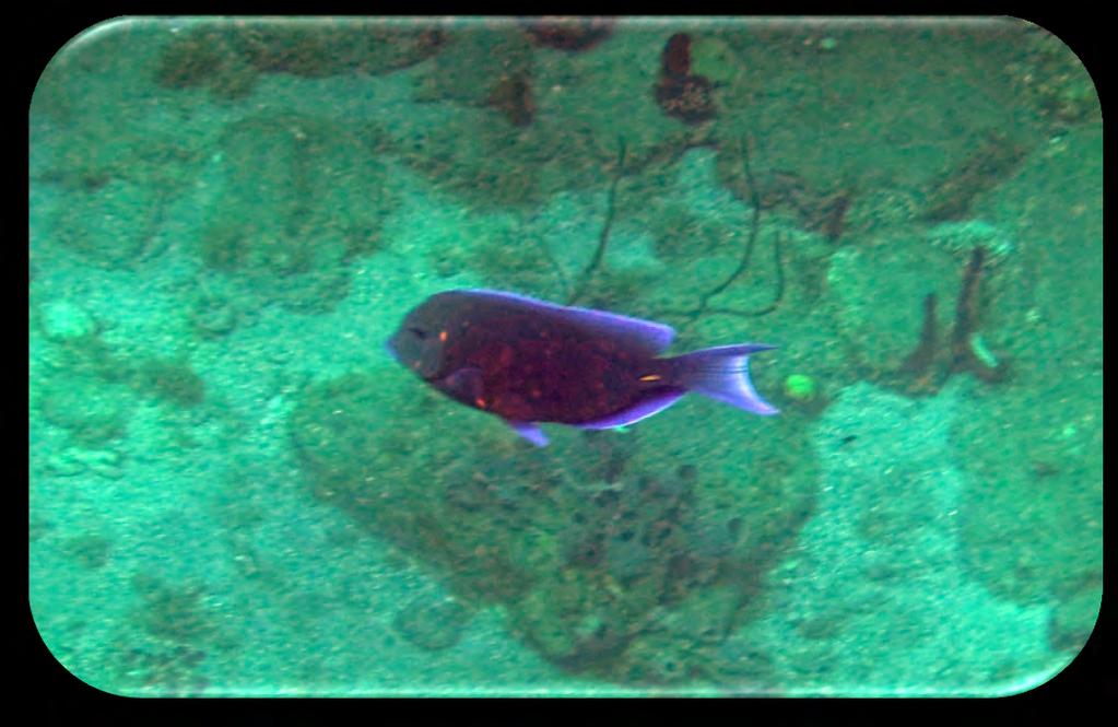 Family: Sugeonfish - Acanthuridae Blue Tang (Acanthurus coeruleus) (Figure 4a and 4b) Description: Deep blue body with bright blue fins. Juveniles are bright yellow and change to blue.