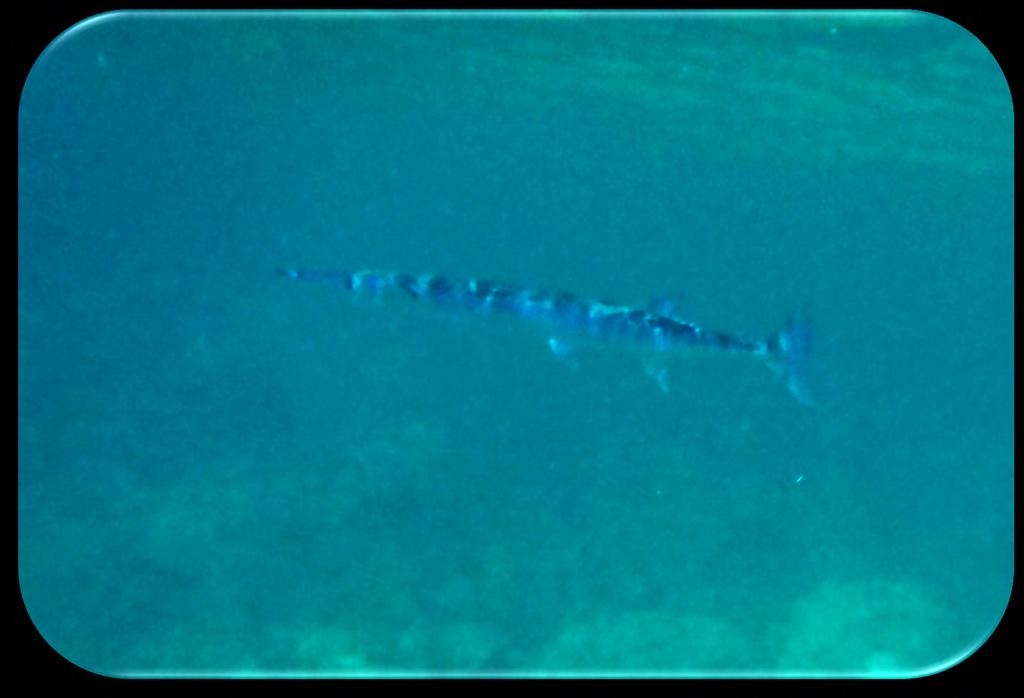 Family: Barracuda - Sphyraenidae Great Barracuda (Sphyraena barracuda) (Figure 6) Description: Scattered black spots with dorsal fins widely separated.