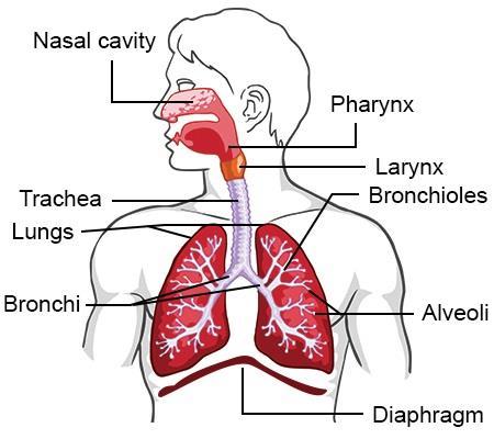 The Human Respiratory System Nasal Cavity - Space in the nose air passes through Page 2 of 7 - Functions to warm, moisten and filter fine particles (dust) Trachea - A channel that branches into two -
