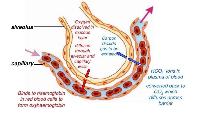Page 4 of 7 Transport of Oxygen in the Human Body - Oxygen diffuses into the blood capillaries - Carbon Dioxide diffuses out of the blood capillaries - Oxygen is carried to the body cells - Carbon