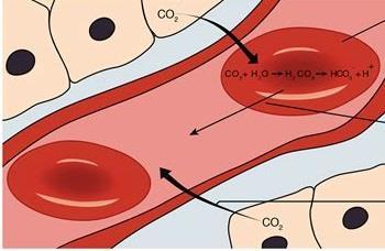 network of blood capillaries How does oxygen and carbon dioxide undergo diffusion in the alveolus?