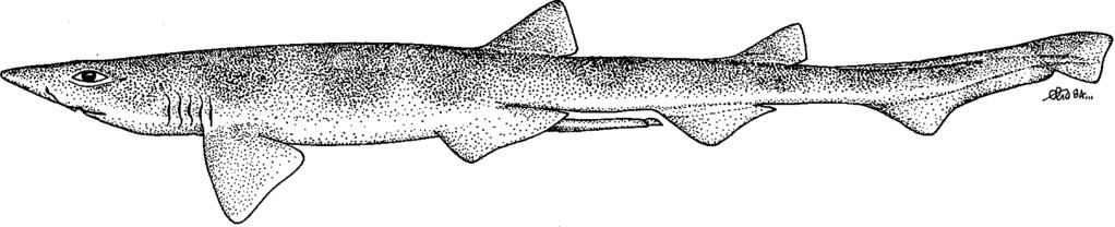 - 314 - Galeus nipponensis Nakaya, 1975 SCYL Gal 6 Galeus nipponensis Nakaya, 1975, Mem.Fac.Fish.Hokkaido Univ., 23(1):51, figs. 26-28.