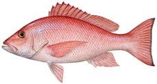 4 RED SNAPPER REGULATIONS 2014 Recreational Red Snapper Season in State Waters The Louisiana weekend-only red snapper season will be modified to include weekdays beginning on Monday, April 14, 2014,
