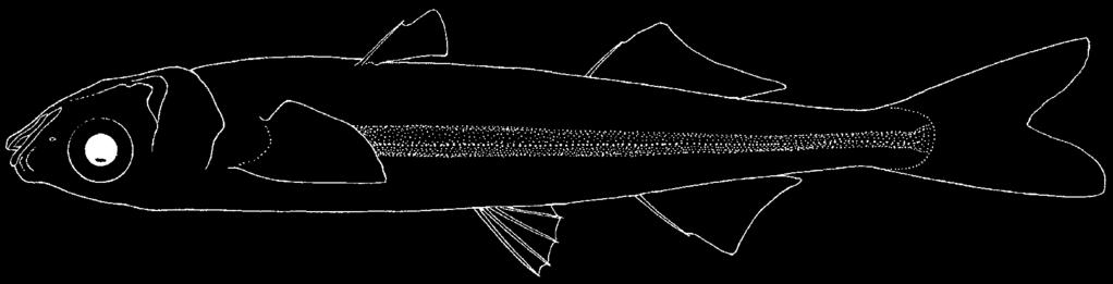 click for previous page 1086 Bony Fishes Order ATHERINIFORMES ATHERINIDAE Silversides B.