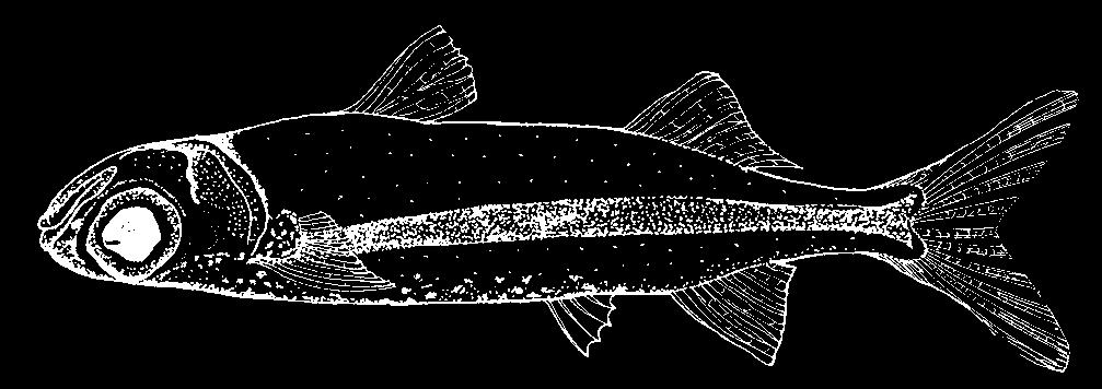 Atheriniformes: Atherinidae 1089 Alepidomus evermanni (Eigenmann, 1903) En - Cuban silverside. Maximum length 50 mm standard length; commonly 35 mm standard length.