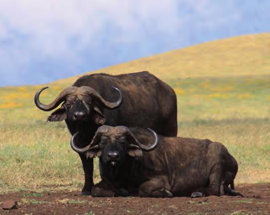 PD SAFARIS PACKAGES IN TANZANIA 2013 7 Buffalo Safari Combination with one PH for 1 Client 2 Clients Daily Rate: $ 900 / 750 per day $ 6.300 $ 5.