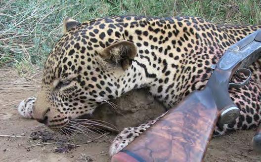 PD SAFARIS PACKAGES IN TANZANIA 2013 12 Leopard Safari Combination for one client with one PH Daily Rate 1 :