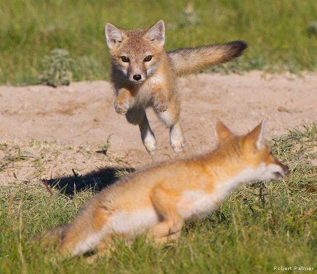Pronghorn, mule deer, coyote,and swift fox are just a few of the species that make the prairie their home.