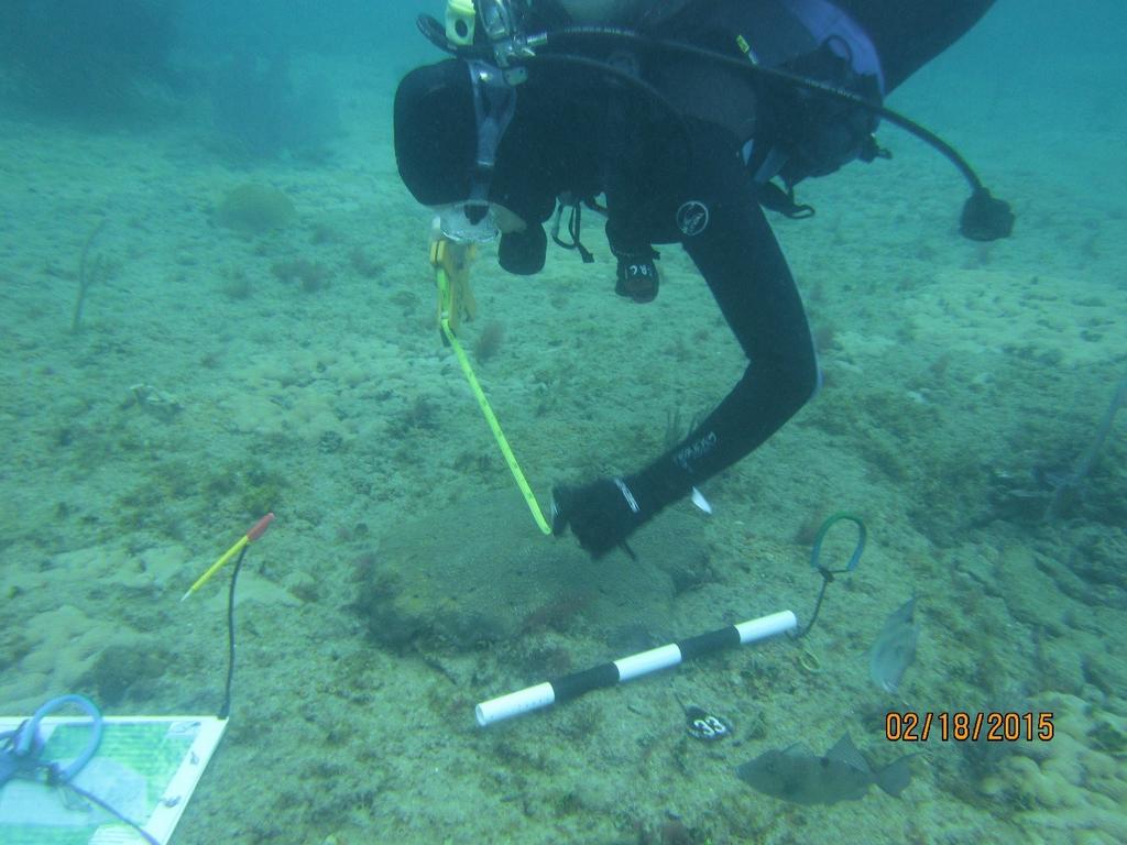 Coral monitoring yields positive results Mollie Sinnott, Reef Injury Prevention and Response Coordinator Melissa Sathe, Reef Injury Prevention and Response Technician This February, the Coral Program