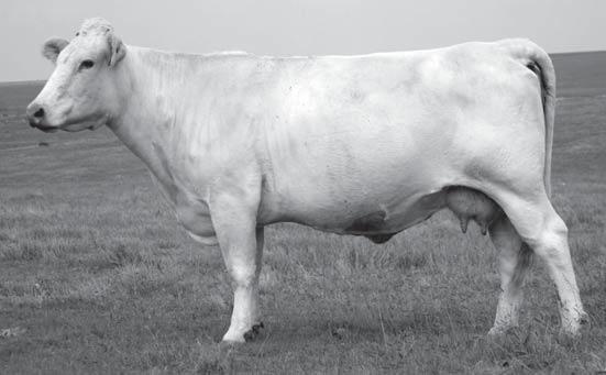 7. Maternal brothers are producing in the herds of Elmer Maddux, Oklahoma; Junior Gerstberger, New Mexico; and Dale Mills, Colorado. His 113 IMF ratio will gather attention sale day.