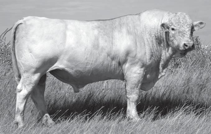 Sons of HCR Network 7017 Reference Sire F This young son of Doc Silver is quickly taking his old man's place at HCR.