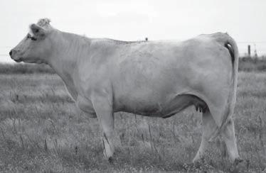 Full sisters to the dam of this bull were sold to show one to the Ditloffs for $3,400 as a weaned calf that went on to be the Hoosier Beef Congress Grand Champion Female; and another to James Sparks,