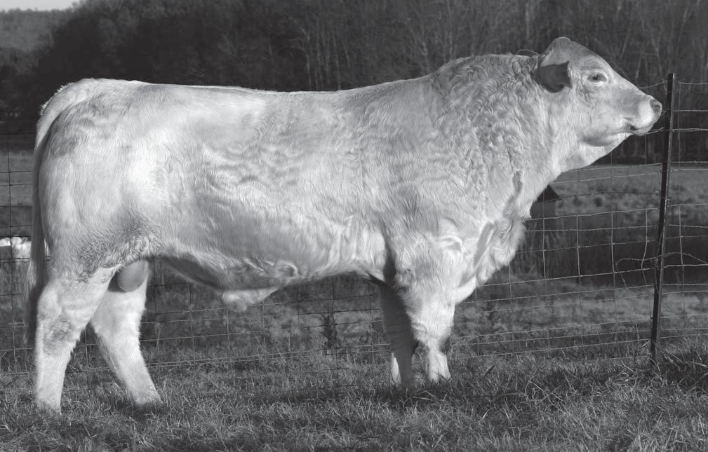 , all out of fi rst-calf heifers. He is also the grandsire to the 14 sons of HCR Network 7017 in this sale. Doc Silver is the #6 sire in the Charolais breed for Calving Ease Direct.