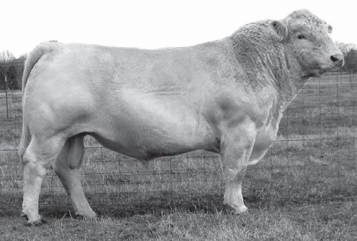 A widely recognized, calving-ease giant in the Charolais breed, Bluegrass topped the 2005 Lindskov-Thiel sale when he commanded $40,000 and quickly became a breed sensation.