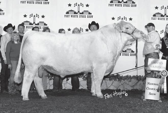Sons of SVY Worldwide Reference Sire A Reference Sire A Worldwide captured the 2009 National Champion Bull honors during the 2009 Fort Worth Stock Show National Charolais Show.