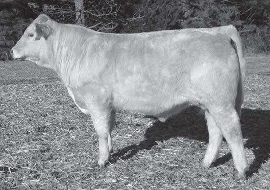 That gamble paid off when he won the show the following day and now when his fi rst calves are being offered in this sale. This will be the only Worldwide sons sold in 2011!